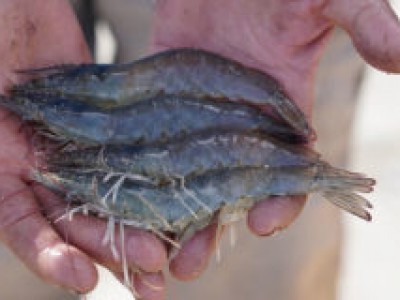 Bệnh máu nâu ở cá tra, cá basa