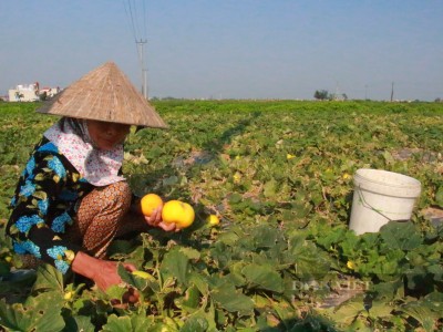 Thời tiết không ủng hộ, người trồng dưa ở Nam Định buồn bã vì năng suất thấp