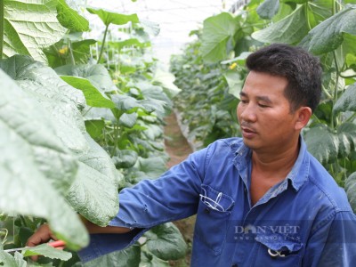 Trồng dưa Thái Lan, cứ tưởng chỉ thấy lá là lá, anh nông dân Thái Nguyên bất ngờ thấy những trái to đẹp