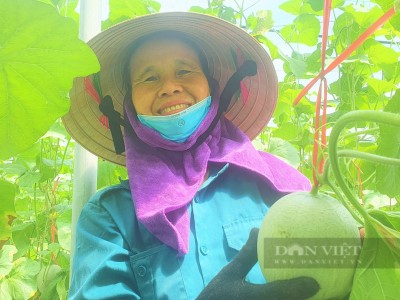 Biến đất bỏ hoang thành vườn trồng dưa lưới công nghệ cao, nông dân 8X Hà Tĩnh thu tiền tỷ/năm
