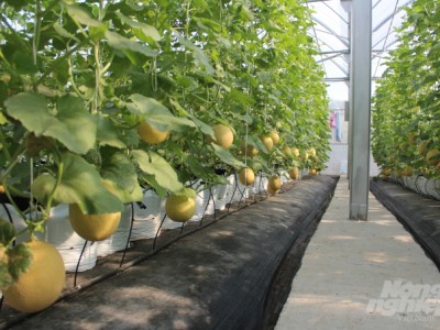 Sau 3 lần thất bại, lão nông trồng dưa lưới lãi nửa tỷ mỗi năm