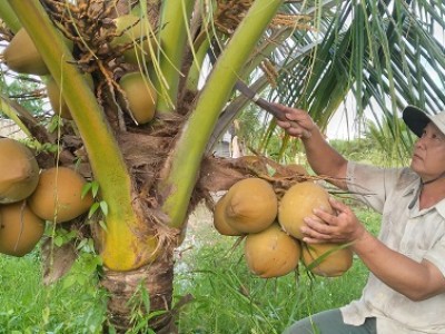 Trồng thứ dừa gì mà trái màu đỏ, cây thấp tè đã ra quả túm tụm, anh nông dân Cà Mau bán đắt hàng