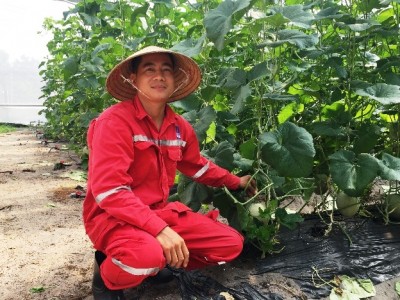 Bà Rịa-Vũng Tàu: Chàng soái ca nhà người ta bỏ làm dầu khí về nhà trồng dưa rồi cũng có tiền tỷ