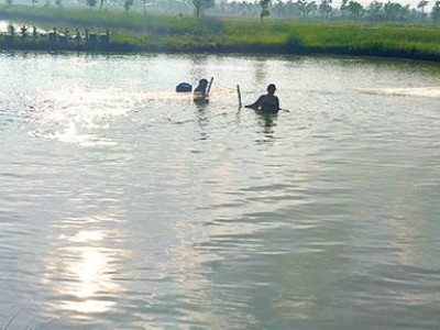 Đồng Tháp: Hiệu quả của những hợp tác xã thủy sản