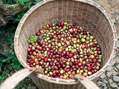 Giá cà phê hôm nay 23/11: Kịch bản nào cho vụ mùa cà phê mới?