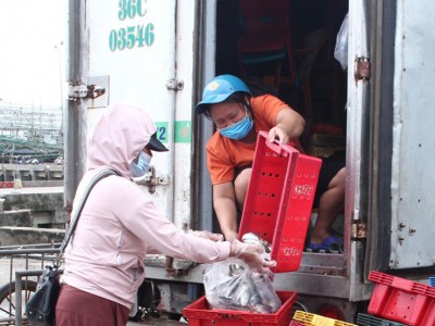 Thanh Hóa: Giá hải sản xuống thấp do ảnh hưởng dịch bệnh