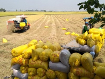 Giá lúa gạo hôm nay 9/3: Nông dân rơi mất 1.000 đồng/kg ngay tại ruộng, lý do tại sao?