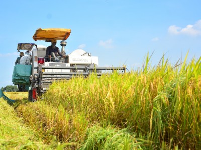 Nghịch lý: Giá gạo xuất khẩu liên tục tăng, nhưng doanh nghiệp lại kêu... lỗ