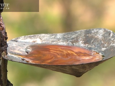 Phú Thọ: Thứ cây trồng vạ vật suýt bị chặt bỏ, nay bất ngờ có giá, nông dân cứ lên đồi cạo vỏ ra tiền