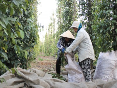 Giá tiêu giảm mạnh, vì sao doanh nghiệp Thổ Nhĩ Kỳ muốn mua nhiều hạt tiêu Việt Nam?