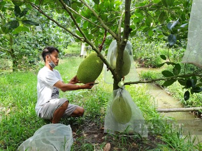 Giá mít Thái hôm nay 4/10: Từ nay đến Tết Nguyên đán 2023, giá mít Thái liệu có tăng?
