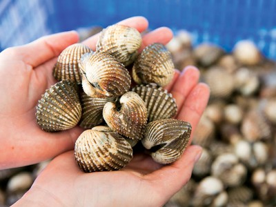 Quan tâm đến chất lượng giống sò huyết