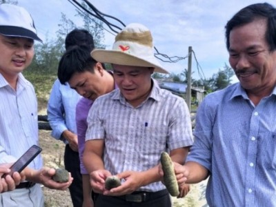 Nuôi ghép ốc hương với hải sâm