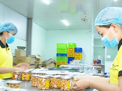 Việt Nam mua gần hết một loại hạt của Campuchia, chế biến bán cho Mỹ, Trung Quốc