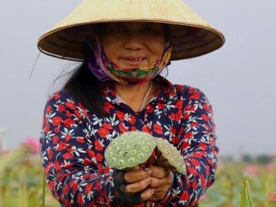 Giữa cái nắng tháng 6 oi ả, bà con Hà Tĩnh tất bật thu hoạch sen, đài sen lớn, hạt to, bán được giá