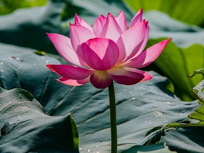 [GÓC THƯ GIÃN] Ảnh đẹp: Loài hoa của miền sông nước