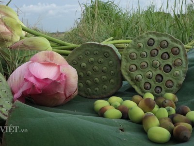 Trồng sen tỏa hương, khoe sắc, người dân Ninh Bình thu hàng trăm triệu đồng/năm