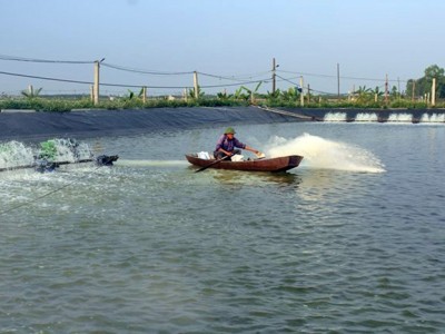 Khắc phục ao nuôi thủy sản sau mưa lũ