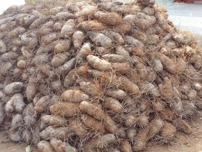 Trồng thứ cây tốt um, chỉ thấy lá với dây, cuối vụ đào lên chất chồng toàn củ bự, nông dân Tiền Giang trúng lớn