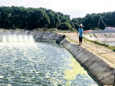 Kiểm soát tảo trong ao tôm bằng chế phẩm sinh học