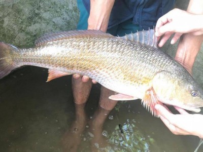 Loài cá được cả thế giới săn đón, bụng chứa thứ quý như vàng, ở Việt Nam cũng có