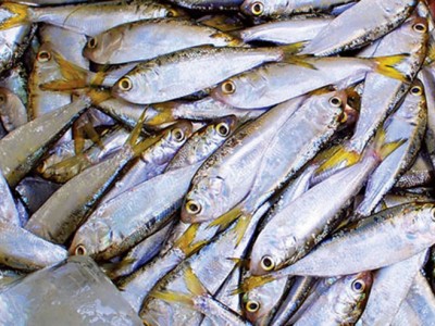 Loại cá “nhà nghèo” trước không ai ăn, dân vớt mỏi tay, nay thành đặc sản hiếm