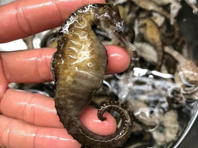 Một loài cá tí hon không có vảy lại được coi là “thần dược” giá hàng chục triệu đồng/kg