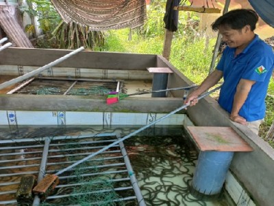 Nuôi con đặc sản dày đặc trong bể xi măng, dù tốn ít đất anh nông dân tỉnh Vĩnh Long vẫn khá giả hẳn lên