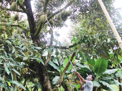 Sản xuất, lưu thông nông sản, vật tư đã thông suốt