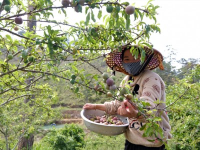 Cứ ngỡ vườn mận tam hoa này ở miền Bắc, hóa ra ở Lâm Đồng, cây thấp tè đã ra đầy trái, bán 70-100.000 đồng/kg