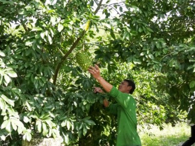 Bạc Liêu: Ghép mãng cầu xiêm lên gốc cây dại, tưởng 