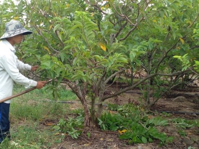 Trồng loại quả ngọt mát mà lại giàu vitamin C, có 2ha mà ông nông dân Phú Yên thu 400 triệu, lãi ròng 200 triệu