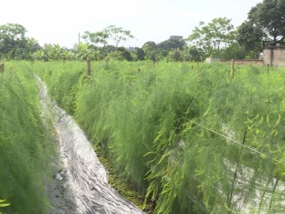 Trồng thứ cây trông như cây cảnh, không phải cây tre, trồi lên vô số mầm măng mập mạp, nông dân Thái Bình đổi đời