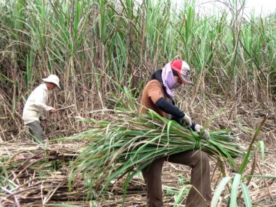 Đưa vùng mía Đông Gia Lai thoát cảnh 'thất sủng'