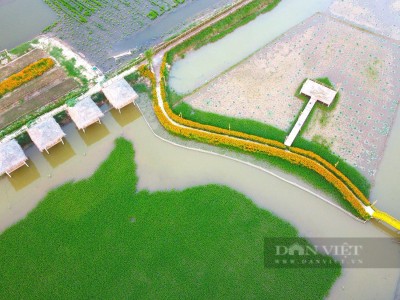 Hà Tĩnh: Làm nông nghiệp tuần hoàn “3 trong 1”, ruộng đẹp như phim, thiên hạ tha hồ chụp ảnh