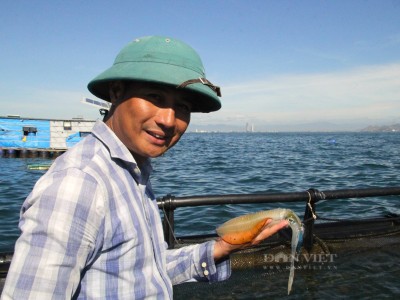 Chuyện lạ Ninh Thuận, một người nuôi kiểu gì mà mực đẻ la liệt trứng, nở ra vô số mực giống?