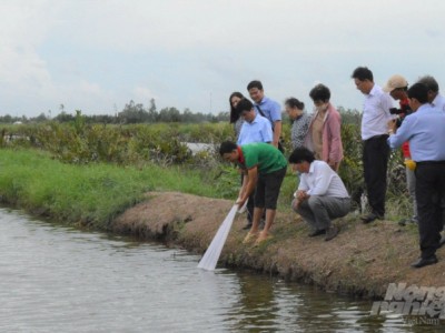 Kiên Giang: Nuôi tôm – cua kết hợp có cải tiến đạt hiệu quả cao
