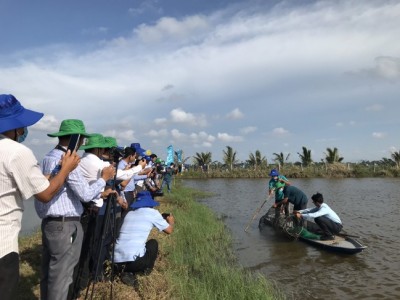 Cho tôm “ôm” lúa, lợi nhuận nhân đôi, nông dân hào hứng thả thêm cua, cá, cuối vụ thu mấy tạ