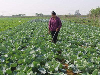Nông dân Thủ đô trồng rau đạt chuẩn OCOP, vừa bán giá cao vừa xuất đi nước ngoài