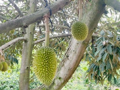 Nông dân An Giang trồng sầu riêng Ri6 đặc sản, cứ một cây cho lãi 5-8 triệu đồng