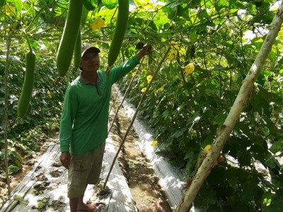 Trồng thứ mướp xào hay nấu canh đều thơm khắp xóm, nông dân Hậu Giang 