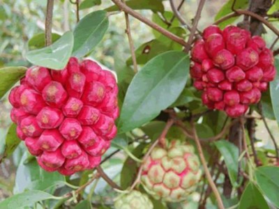 Loại na ruột đỏ đắt gấp 3 lần na thường, được mệnh danh 