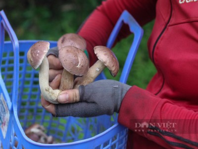 Vô rừng ở Bình Định dò tìm loại nấm bổ dưỡng, ai ăn được thì 