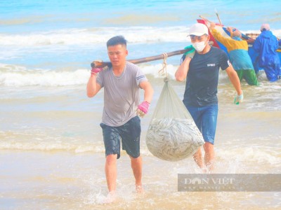 Dân Hà Tĩnh trúng luồng cá hố lớn, đụng đám con ruốc khổng lồ, khênh mệt bở hơi tai, cầm tiền vui