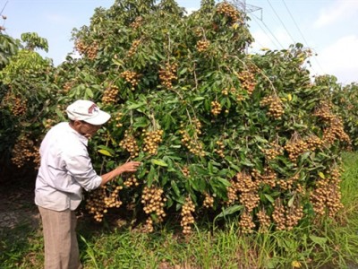 Vườn nhãn của ông nông dân Hậu Giang trồng kiểu gì mà cây nào nhìn cũng toàn thấy trái
