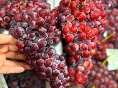 Mẫu mã đẹp, quả cứng, còn nguyên phấn, vị ngọt ngon, nho Trung Quốc đổ bộ chợ Việt với giá 