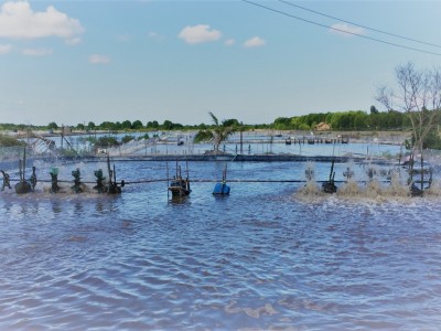 Cách xử lý nhớt bạt trong ao nuôi tôm