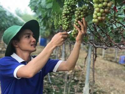 Vĩnh Phúc: Cử nhân bỏ lương cao về quê trồng nho lạ ra trái từng chùm khiến cả làng 