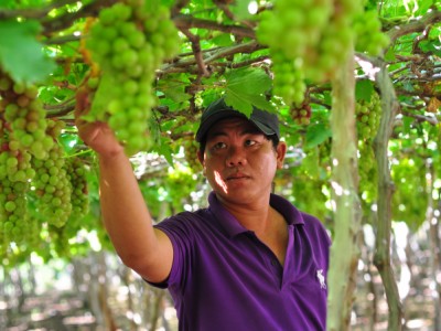 Ninh Hải đạt chuẩn huyện nông thôn mới sau 10 năm phấn đấu