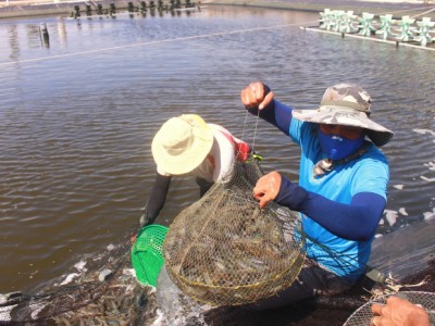 Thay đổi nhận thức từ mô hình nuôi tôm 2 giai đoạn